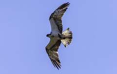 Osprey and fish