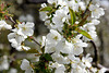 Kirschblüten - Cerisiers en fleurs - Cherry blossom
