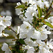 Kirschblüten - Cerisiers en fleurs - Cherry blossom