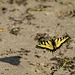 Butterfly in Flight 2 with Shadow