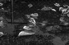 Leaves floating on the puddle