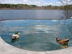 The ducks prefer the pool