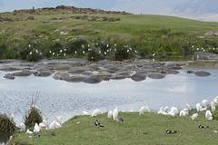 Ngorongoro, A Lot of Hippos and Birds
