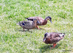 Group Of Ducks