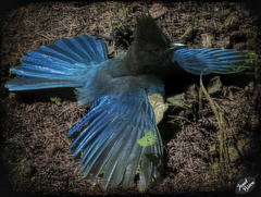 We're Having a Great Time, and Here's a Steller's Jay Warming Itself! (+2 insets)