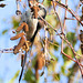 EF7A1084LongtailedTit