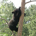 Tree Climbing, Bear Style