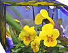Boxed Pansies