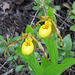 Yellow lady's-slipper / Cypripedium parviflorum