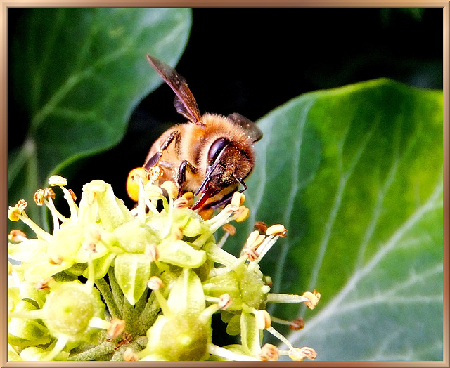 Italienische Biene. ©UdoSm