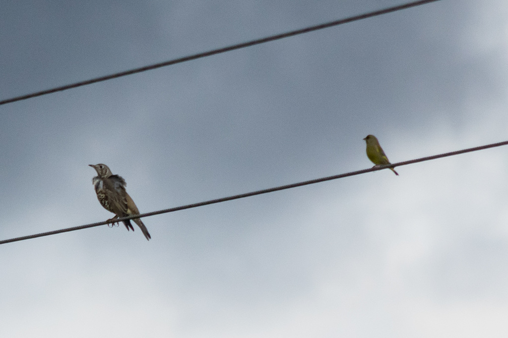 Mistle Thrush and Greenfinch