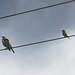 Mistle Thrush and Greenfinch