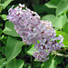 Lilac, growing wild