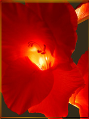 Gladiolus.  ©UdoSm