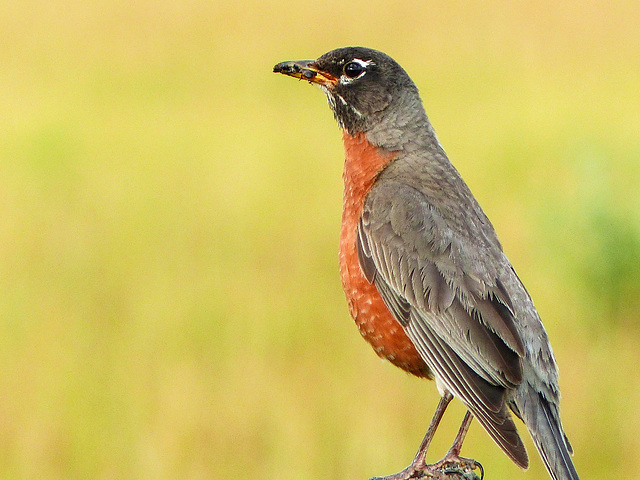 American Robin with food for his babies