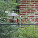 Let's just hang out here!   2 Cardinals    ( our garden )  and HFF for my British friends :))