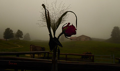 Rose im Nebel