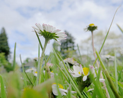 Tiny daisies in the park