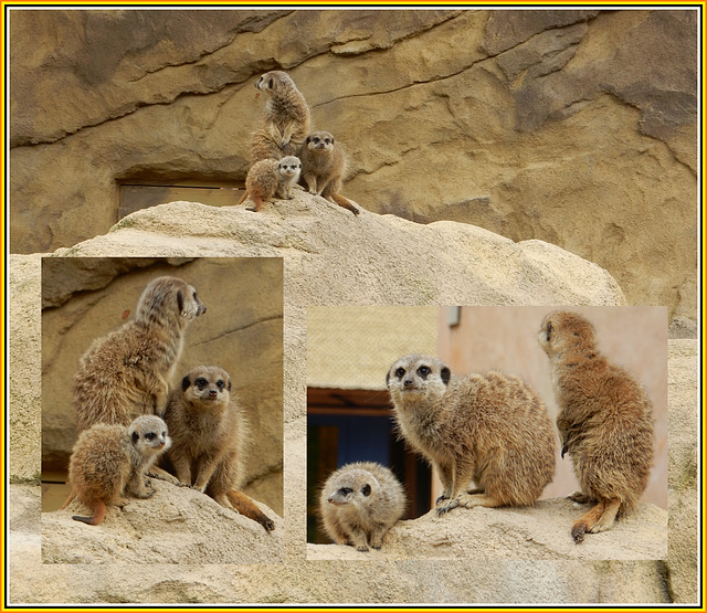 Familie Erdmännchen im Zoo Hoyerswerda
