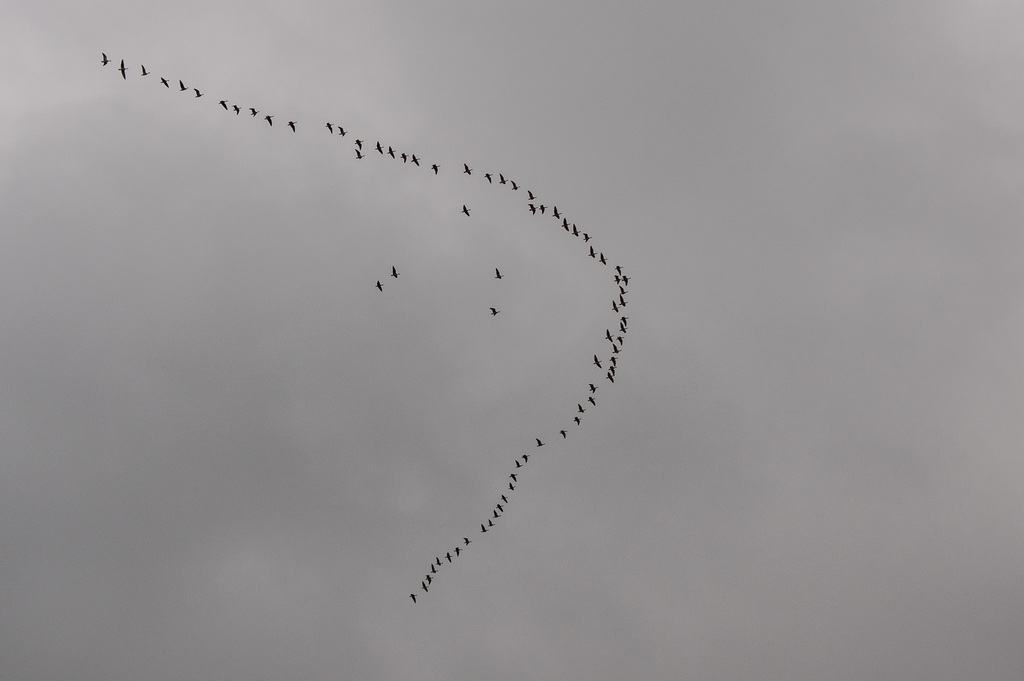 c80 Pink-Footed Geese over