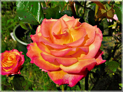 Rose au jardin