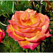 Rose au jardin