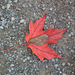 40/50 maple leaf, feuille d'érable