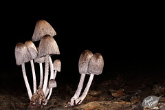 131/366: Dramatic Mushrooms