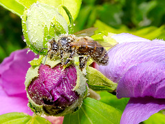 Hibiscus et abeille