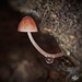 255/366:  Mushroom and Droplet