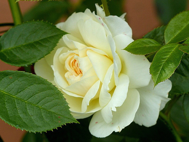 une rose blanche pour vous