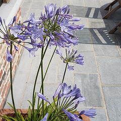 African Lilies~of~the~Nile 'Peter Pan' outside on the patio in the Midsummer heat