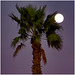 HURGADA : una vera palma crea una eclisse di luna - siamo sulla costa dell'Africa, è quasi buio .