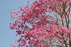 Deciduous tree and pink flowers.