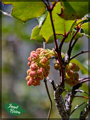 159/366: Budding Oregon-grape Cluster (+1 more in notes)