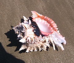 Sea denture / dentier de mer