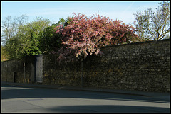 trees against the infirmary wall
