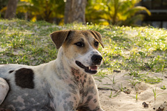Mauritius Straßenhunde DSC08502