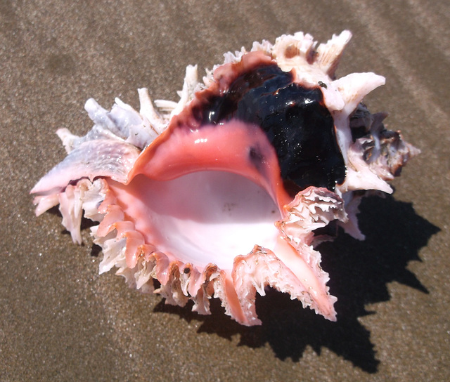 Dentier de mer / Sea denture