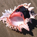 Dentier de mer / Sea denture