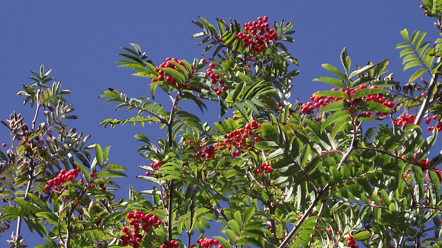 The tree is heavily laden with berries