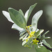 Wolf Willow