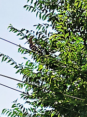 Hoopoe on the wire. H. A. N. W. E. everyone!