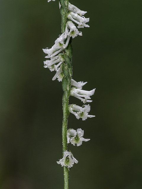 Spiranthes lacera var. gracilis (Southern Slender Ladies'-tresses orchid)
