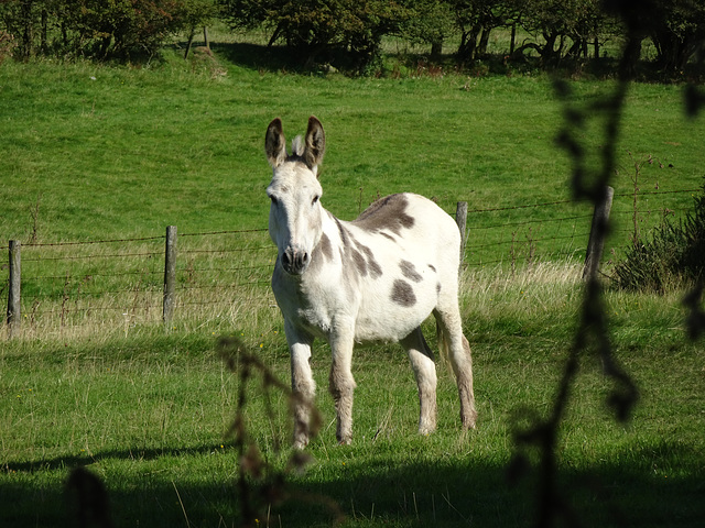Donkey, Garn Wen, Upper Cwmbran 31 August 2017