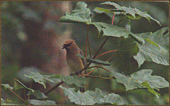 Cedar waxwing at supper and extremely underexposed