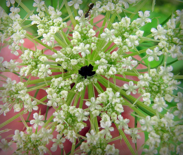 Every cluster of Queen Anne's Lace has a deep red flower in the center.