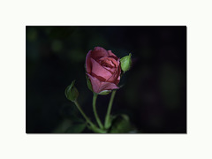 Rose éternelle