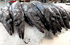 Schwarze Degenfisch (Aphanopus carbo). ©UdoSm