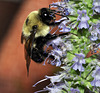 hyssop and bee-a--DSC 1149
